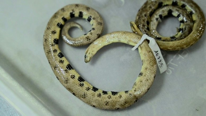 Nova espécie de jiboia-anã é descoberta na Amazônia equatoriana