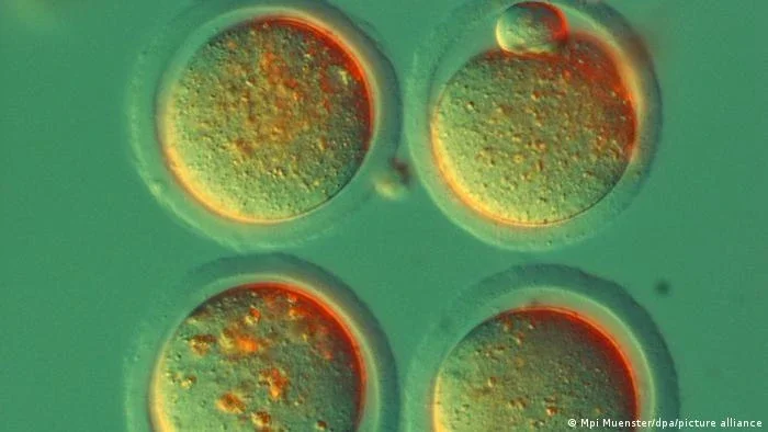 O transplante de células-tronco e os casos de "cura do HIV"