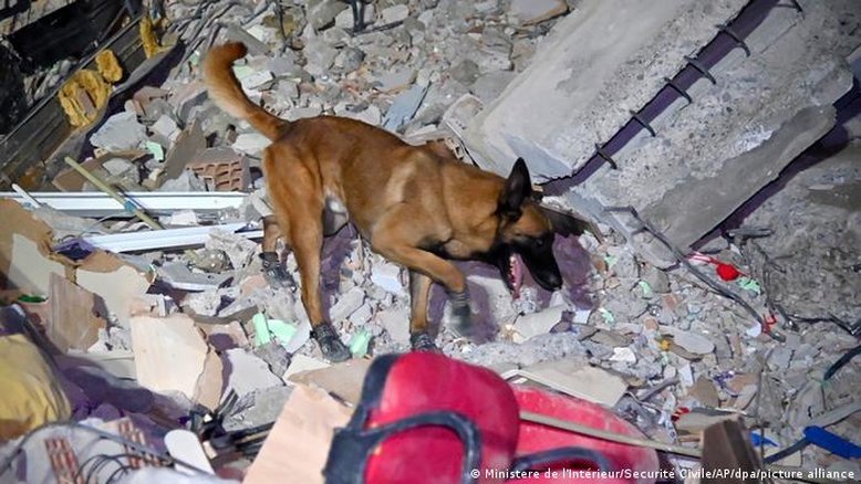 Cão farejador ainda é mais eficiente do que robôs para encontrar soterrados