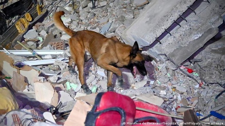 Cão farejador ainda é mais eficiente do que robôs para encontrar soterrados