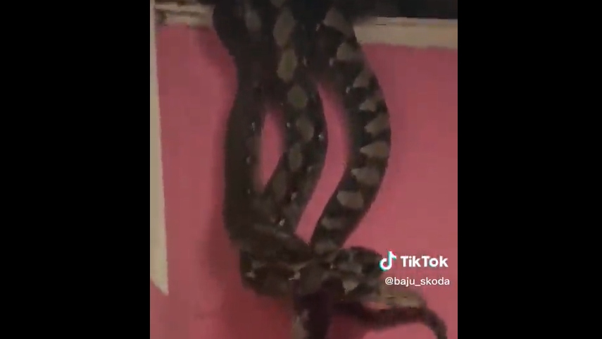 Empresa retira 45 cobras que viviam debaixo de casa no Texas - 22/03/2019 -  UOL Notícias