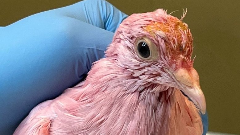 Pombo é resgatado após ser tingido de rosa durante chá revelação nos EUA