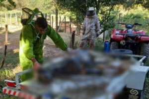 Ataque de abelhas mata cavalo e deixa homem ferido em Montes Claros, Grande Minas