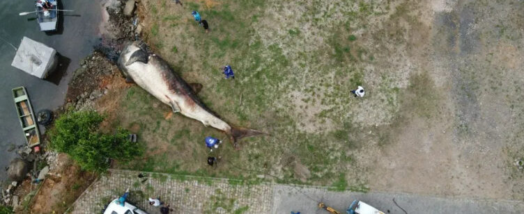 ES: Tubarão-baleia de 12 toneladas, considerado o maior peixe do mundo, é encontrado morto