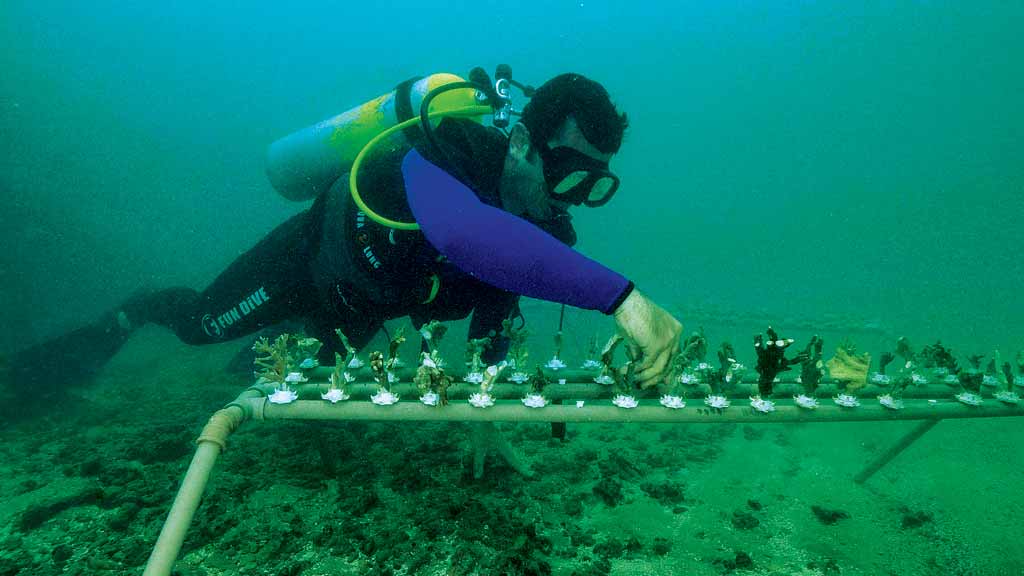 Projeto reúne mergulhadores, jangadeiros e biólogos voluntários que já salvaram 2.500 corais em Pernambuco