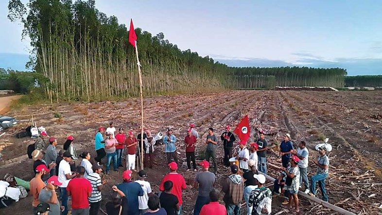 EUCALIPTOS Militantes do MST invadem terras da Suzano e destroem parte de sua produção de madeira para celulose