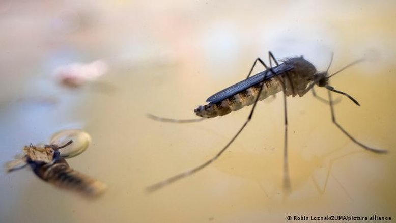 Saiba o que é a febre chikungunya