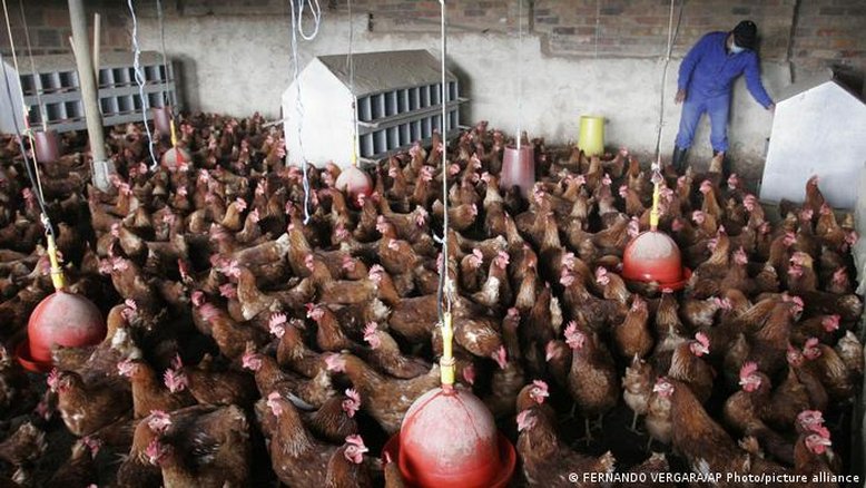 Gripe aviária pode se tornar a próxima pandemia?