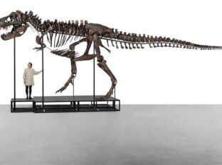 Esqueleto de Tiranossauro Rex será leiloado na Suíça, Mundo