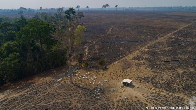 A produção de carne e o desmatamento no Brasil