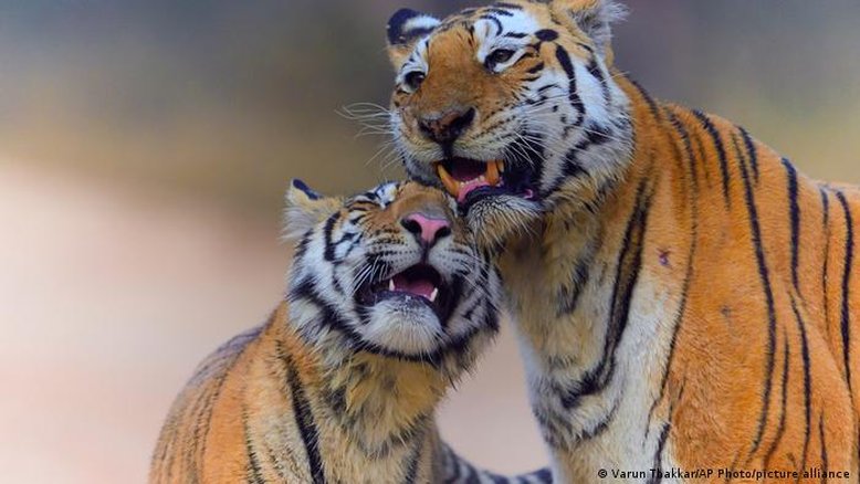População de tigres na Índia volta a ficar acima de 3 mil