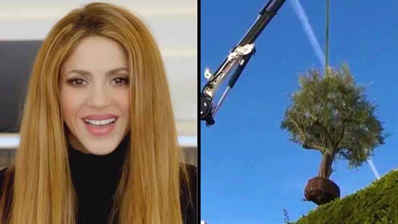 Shakira retira árvore da casa que morava com Piqué e diverte internet: 'Me identifico'