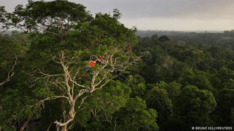 Amazônia em pé vale sete vezes mais que exploração ilimitada