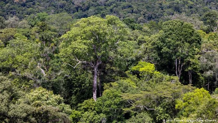 Alertas de desmatamento na Amazônia tem queda de 68%