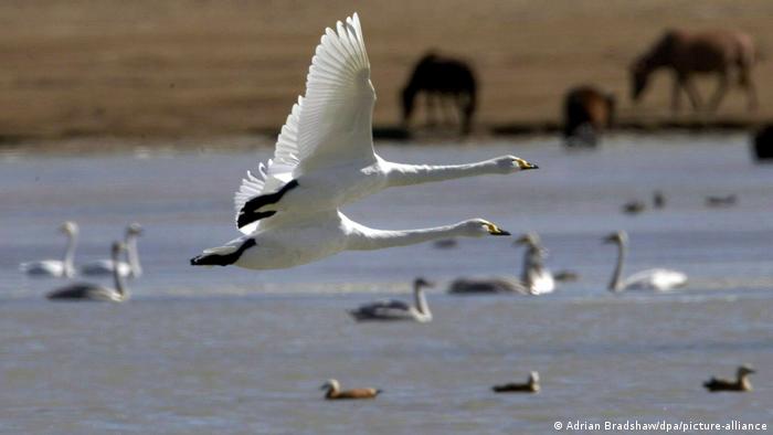 Brasil registra três casos de gripe aviária em aves no Espírito Santo