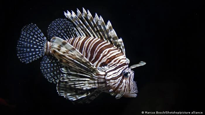 Por que o avanço do peixe-leão no litoral brasileiro preocupa