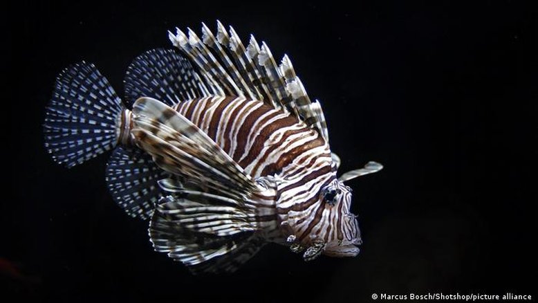 Por que o avanço do peixe-leão no litoral brasileiro preocupa