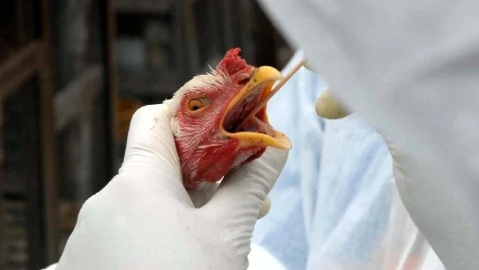 Gripe aviária: o que se sabe sobre a doença que virou emergência zoossanitária no Brasil