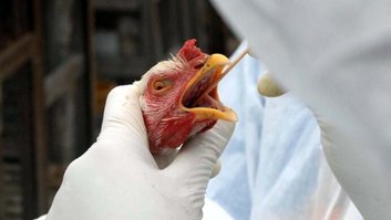Gripe aviária: o que se sabe sobre a doença que virou emergência zoossanitária no Brasil