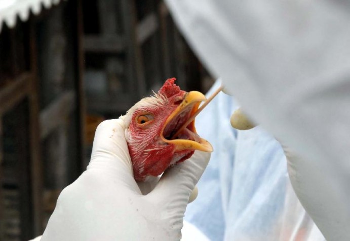 Gripe aviária: o que se sabe sobre a doença que virou emergência zoossanitária no Brasil