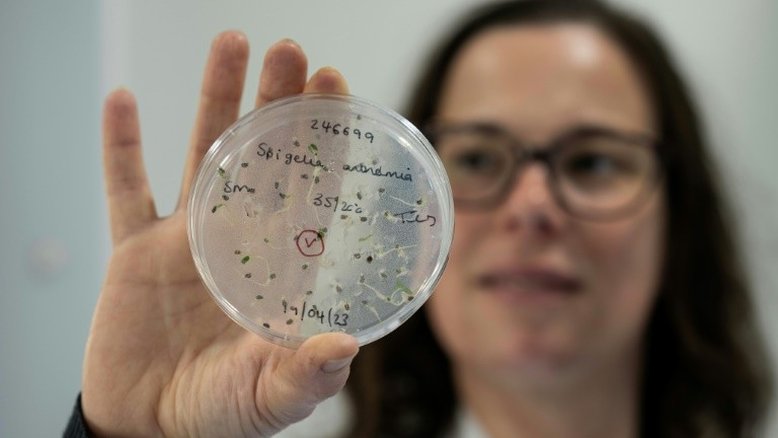 Inglaterra constrói Arca de Noé subterrânea com plantas do mundo todo