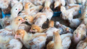 Rio registra o primeiro caso de gripe aviária; no Estado, já é a terceira ocorrência