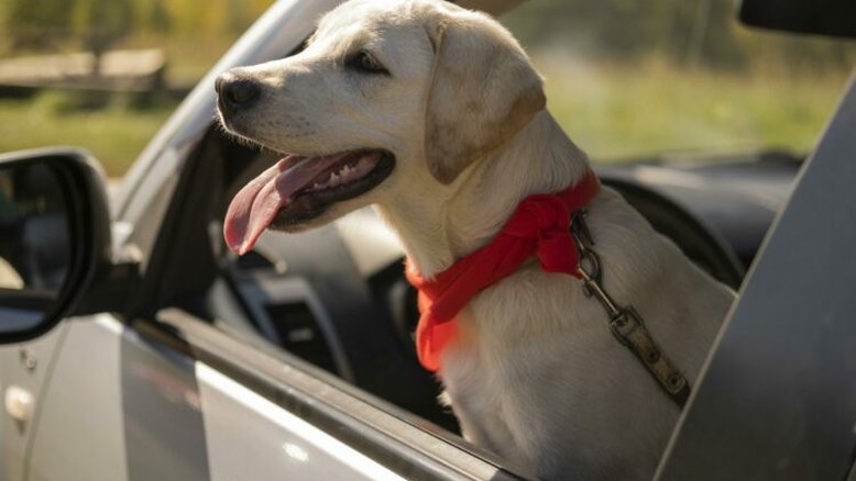Esses são os nomes de cães e gatos mais populares no Brasil, segundo pesquisa