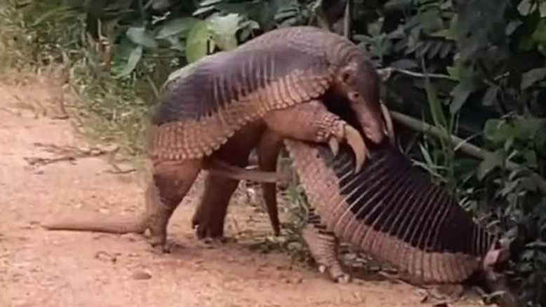Vídeo mostra raro registro de acasalamento de tatu-canastra