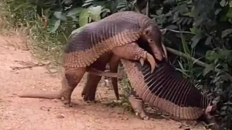 Vídeo mostra raro registro de acasalamento de tatu-canastra