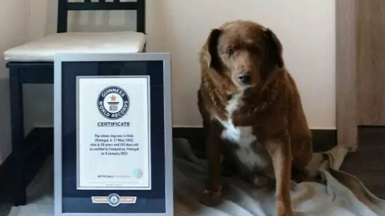 Cachorro mais velho do mundo completa 31 anos e ganha festa de comemoração