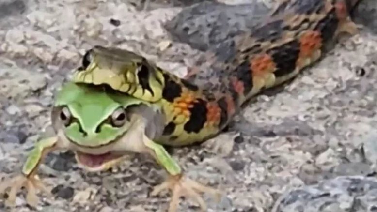 Cobra asiática ataca sapo tóxico e 'suga' veneno do animal
