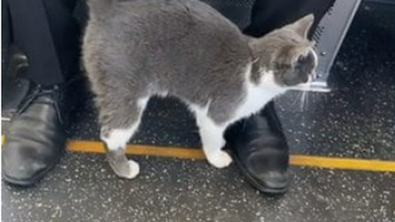 Gato tiktok