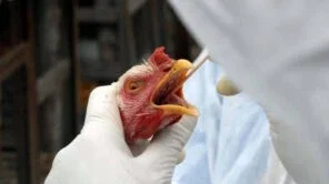 Gripe aviária: cientistas testam vacinas de mRNA nos EUA para proteger animais e pessoas