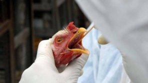 Gripe aviária: cientistas testam vacinas de mRNA nos EUA para proteger animais e pessoas