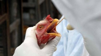 Gripe aviária: cientistas testam vacinas de mRNA nos EUA para proteger animais e pessoas
