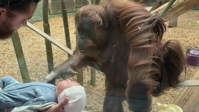 Vídeo: Orangotango pede para ver criança recém-nascida de perto em zoológico