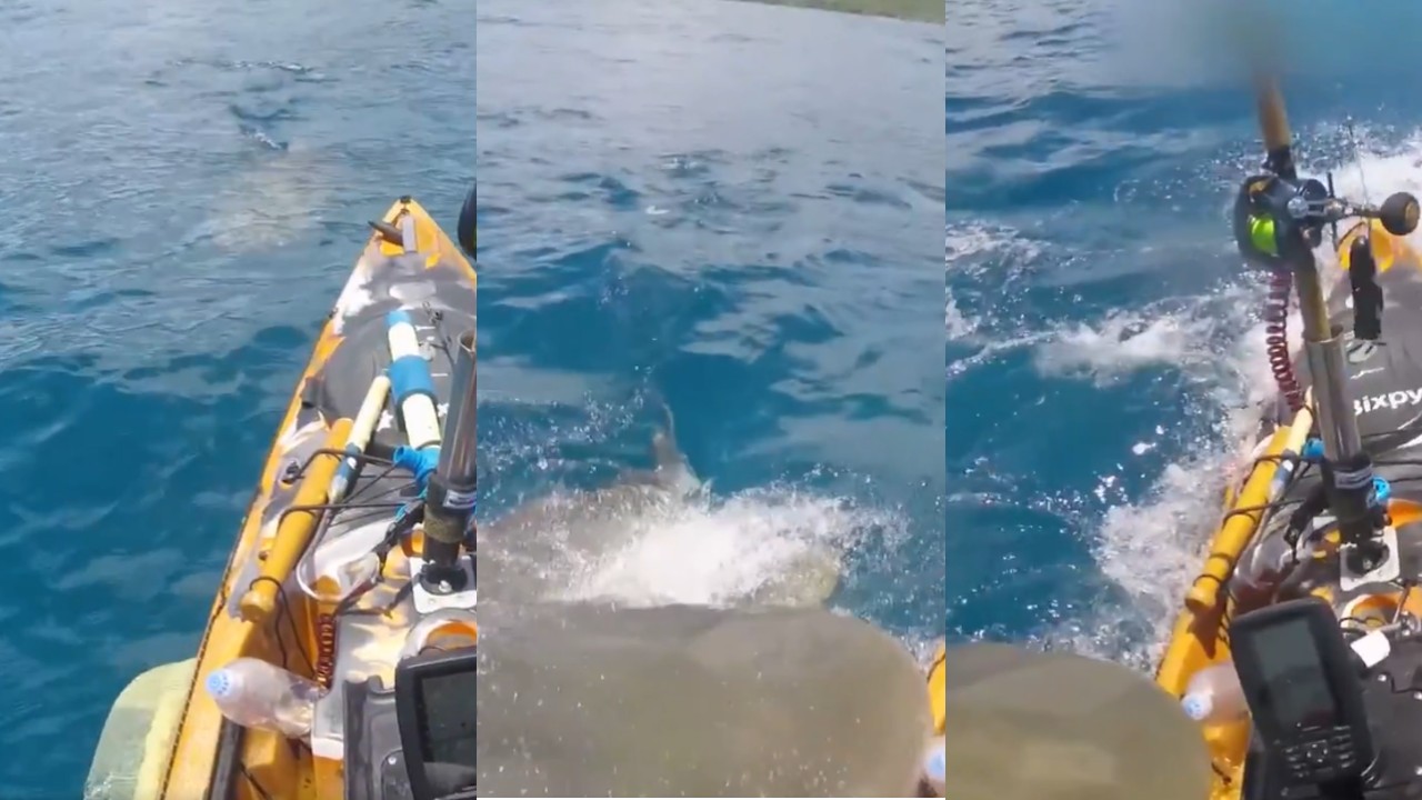 Vídeo: Pescador registra momento que um tubarão-tigre ataca seu caiaque
