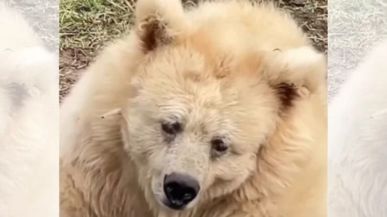 Ursa Chada
