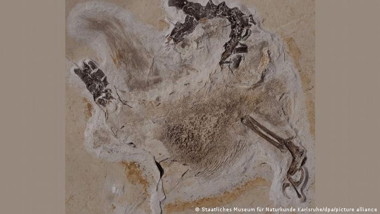 Museu da Alemanha devolve fóssil de dinossauro do Brasil