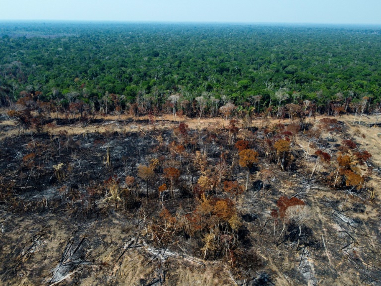 Planeta perdeu área de floresta equivalente a campo de futebol a cada 5 segundos em 2022