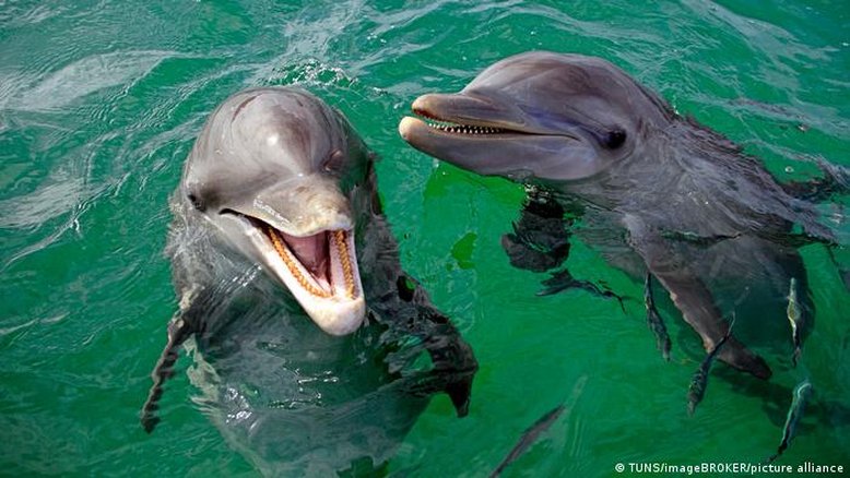 Mamães golfinhos usam fala de bebê com seus filhotes
