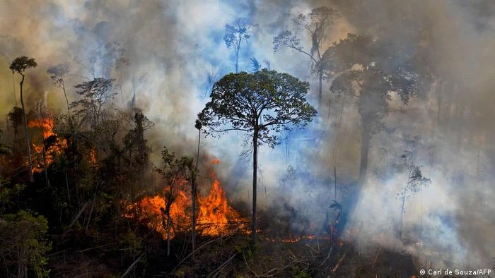 Brasil liderou desmatamento de florestas tropicais em 2022