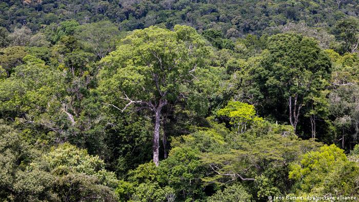 Desmatamento na Amazônia cai 31% nos primeiros cinco meses de Lula
