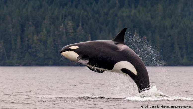 orcas