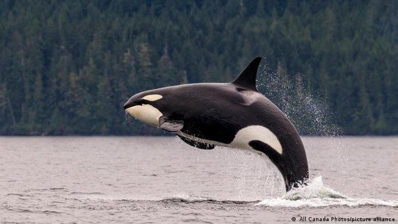 orcas