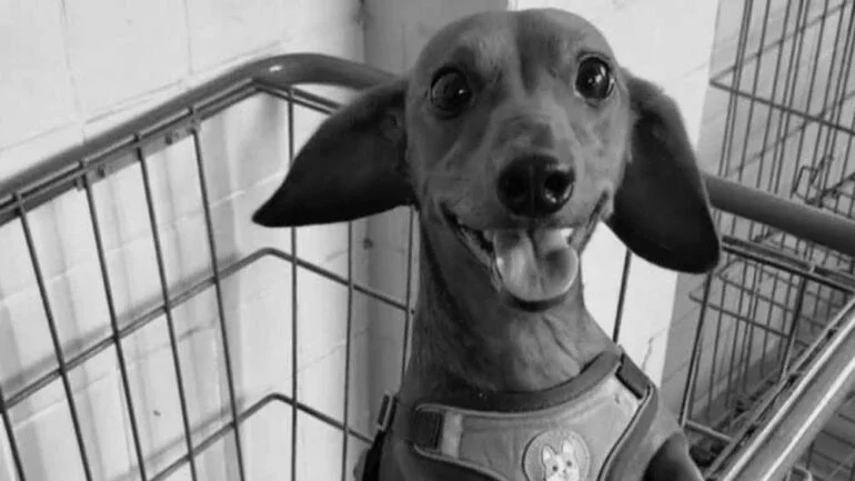 PE: Cachorro é morto a facada e arremessado de prédio; polícia investiga o caso