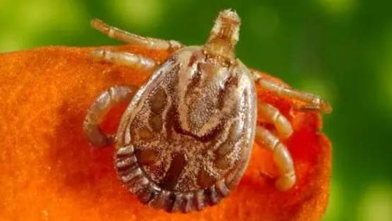 A Febre Maculosa é transmitida por meio da picada de carrapato