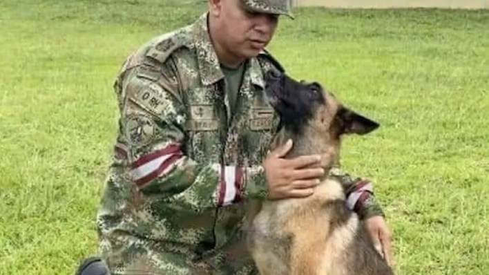 ‘Ele não se aproxima e está arisco’, diz militar sobre cachorro que ajudou nas buscas por crianças colombianas
