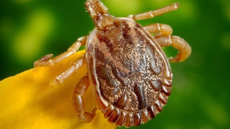 Carrapato-estrela, transmissor da febre maculosa