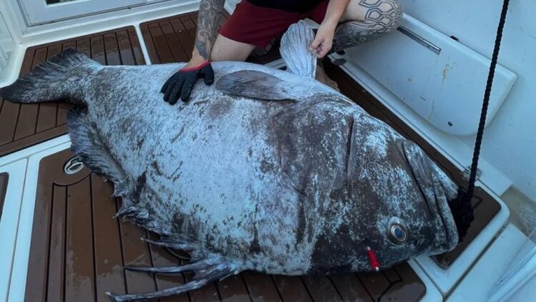 Peixe gigante: pescador de Bertioga (SP) consegue cherne de 180 kg